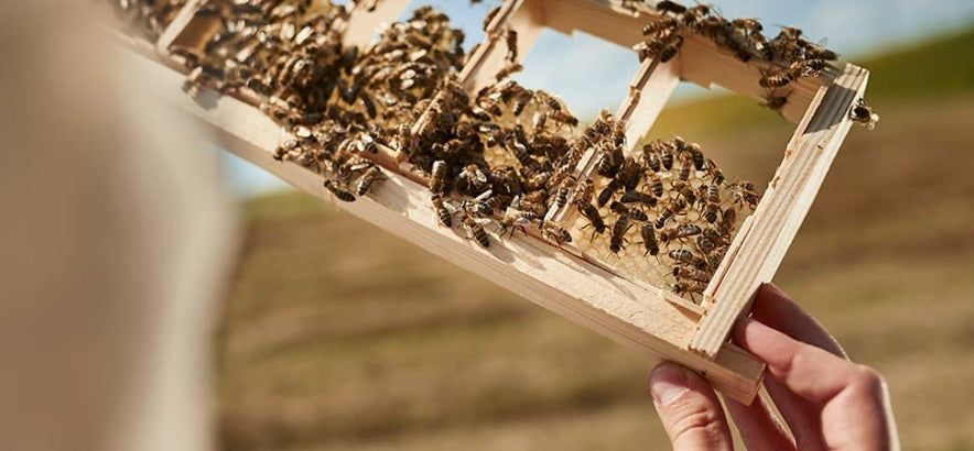 Produits de la ruche : mode d’emploi