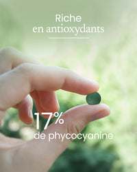 Spiruline riche en phycocyanine