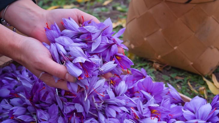 Le safran est-il un anti-stress efficace ?