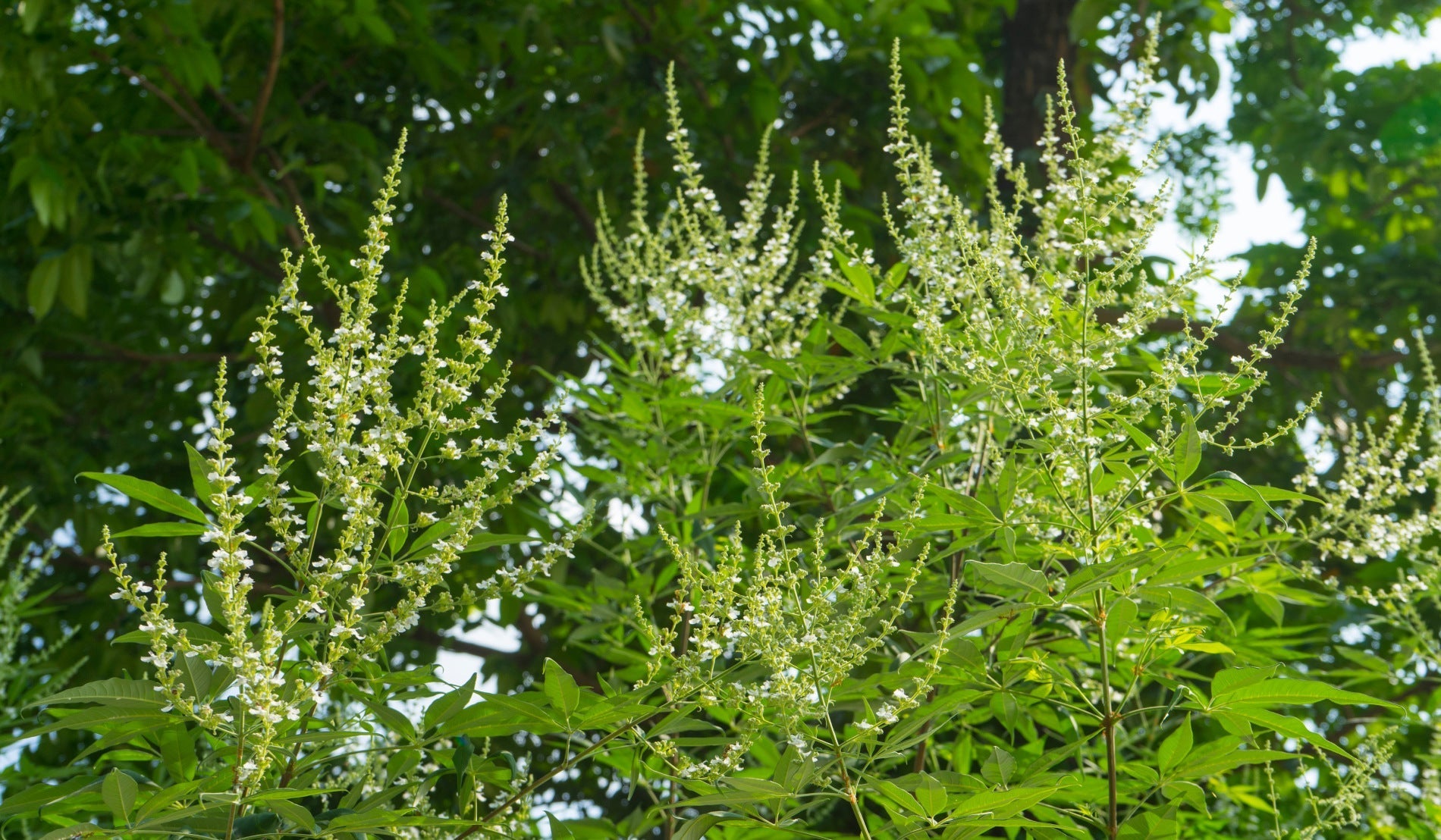 Gattilier et prise de poids : quel lien avec l’équilibre hormonal ?