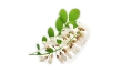 Acacia bienfaits