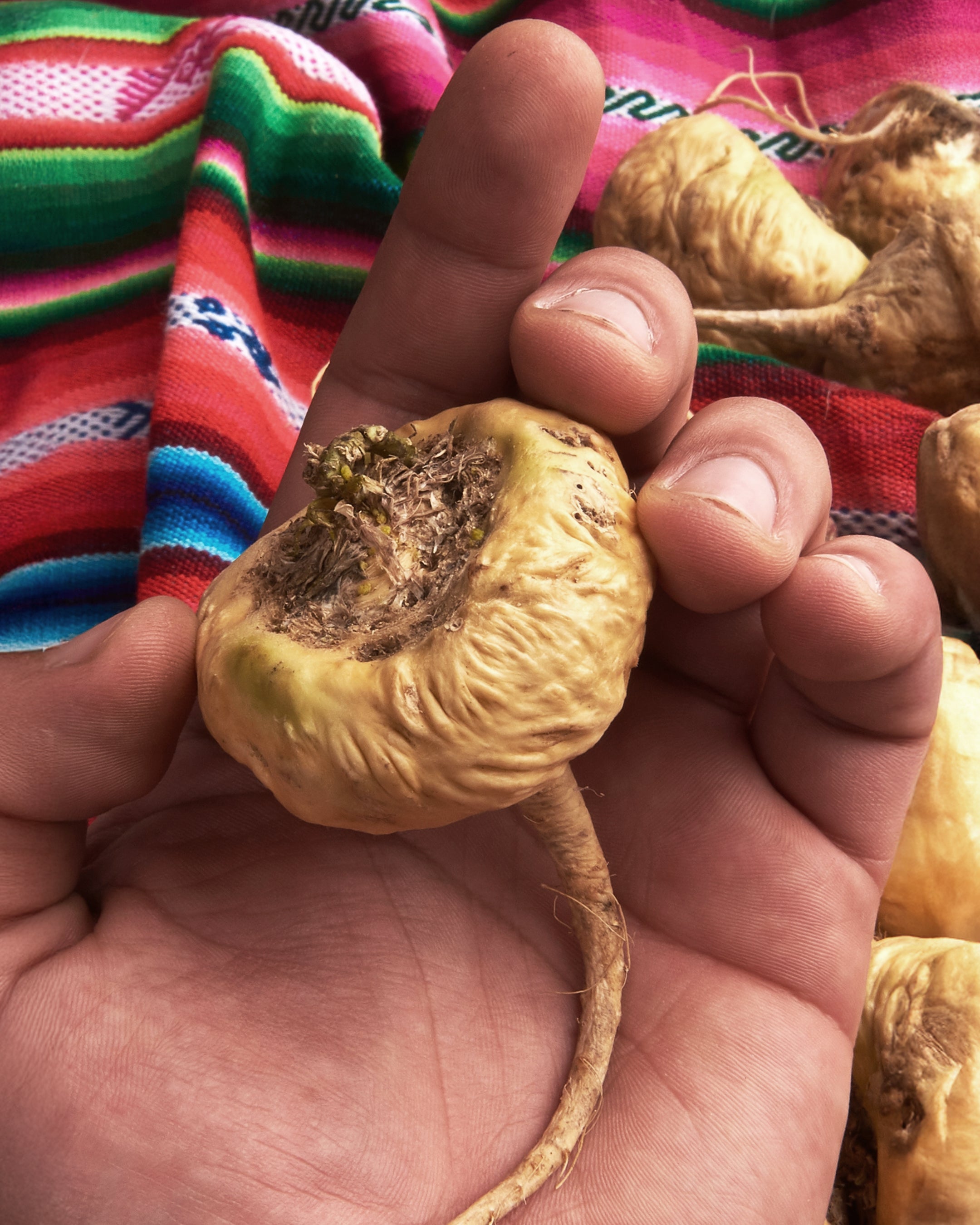Maca bio