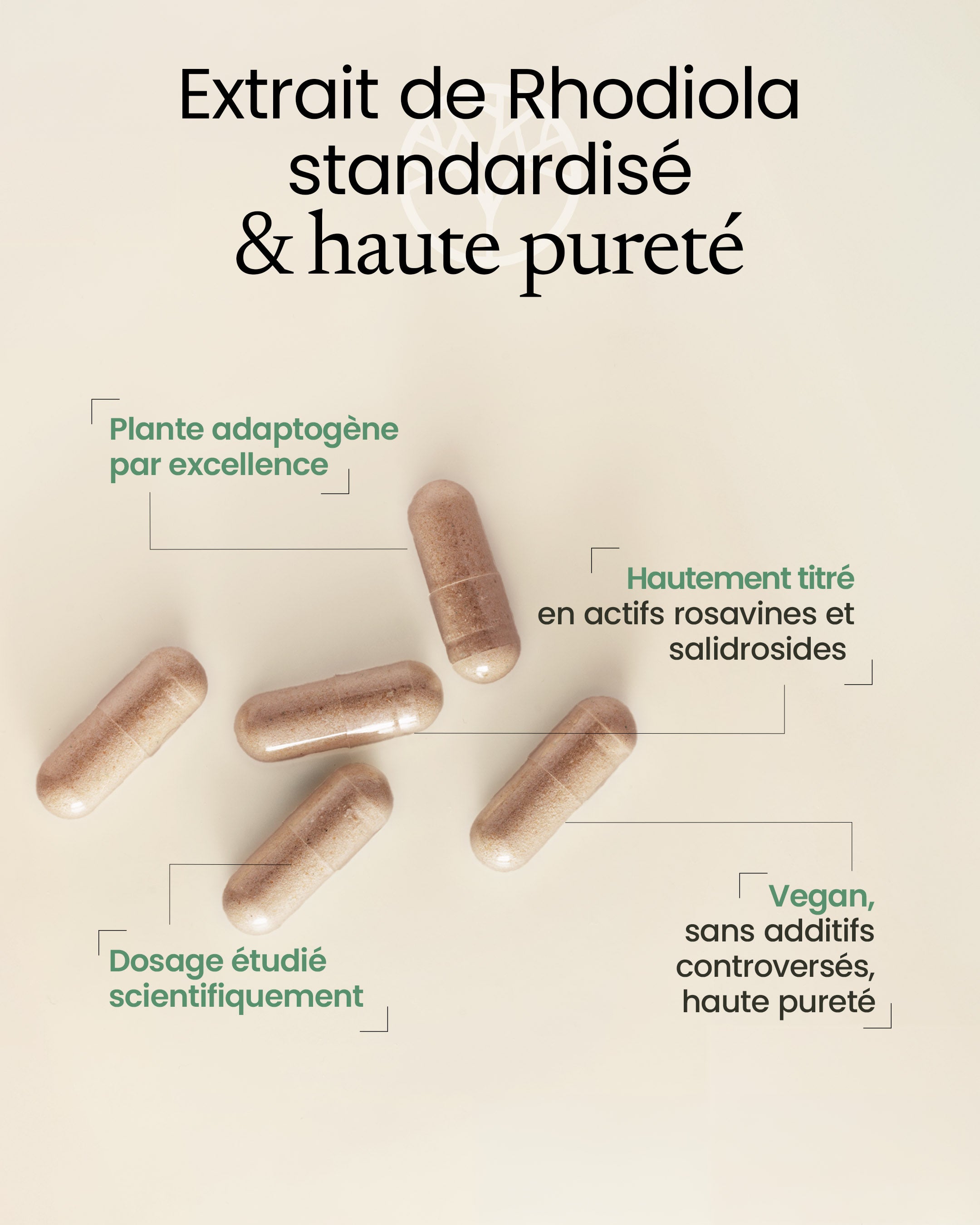 Propriétés de la rhodiola