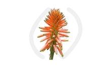 Aloe Arborescens bienfaits