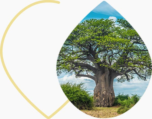 Baobab : Bienfaits, Propriétés et Conseils d'utilisation