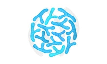 Bifidobacterium bifidum bienfaits