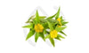 Rhodiola rosea : Bienfaits, Propriétés et Conseils d'utilisation