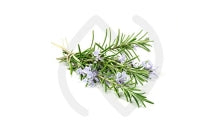 Romarin bienfaits