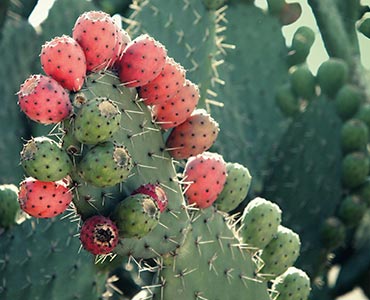 Nopal, qui entre dans la composition de Silhouette Plus de Terravita