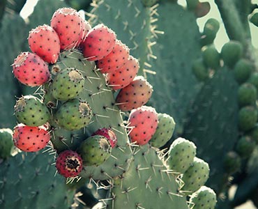 Nopal, qui entre dans la composition de Silhouette Plus de Terravita