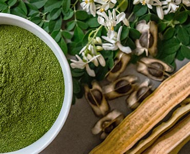 Poudre et graines de moringa