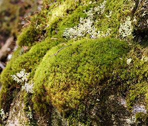 Lichen boreal