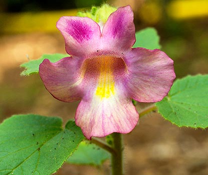 Fleur Griffe du diable