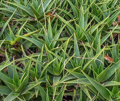 Aloe Vera