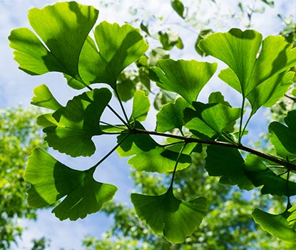 Feuilles de ginkgo
