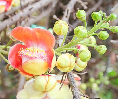 Boswellia