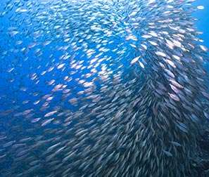 Banc de poissons