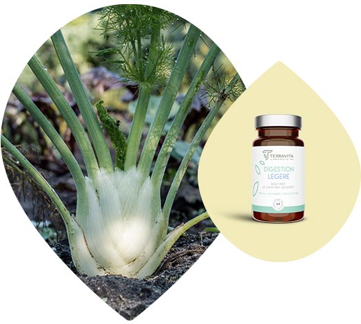 Le fenouil, entrant dans la composition de Digefeel