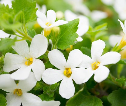 Fleur bacop