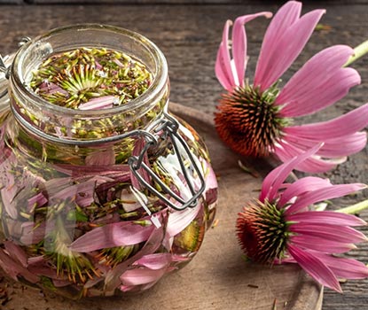 fleur échinacée