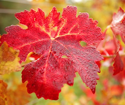 Feuille de vigne rouge