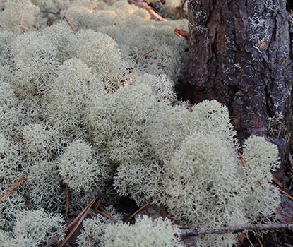 Lichen végétal