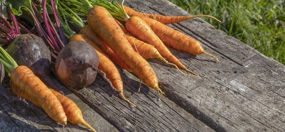 Vitamine A et aliments : où retrouver du  bêta-carotène ?