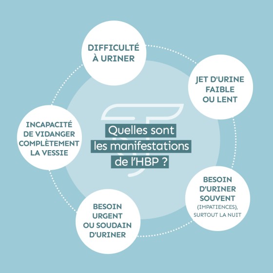 Complexe prostate