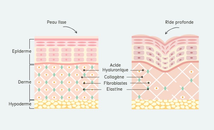La structure de la peau : épiderme, derme, hypoderme