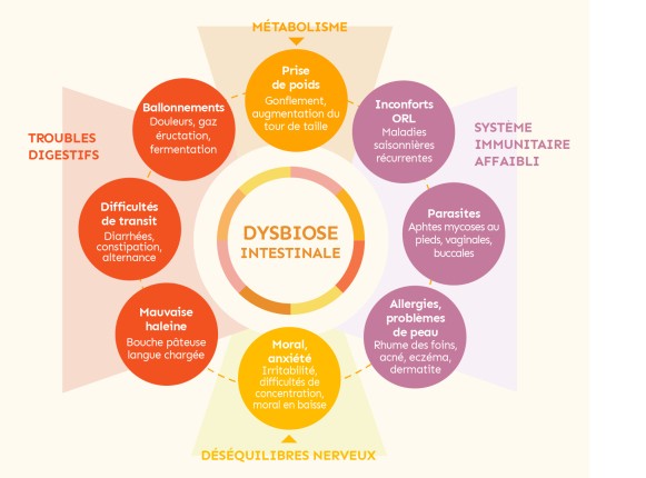 effets de la dysbiose intestinale : Troubles digestifs, prise de poids, Système immunitaire affaibli, Déséquilibres nerveux stress et anxiété, moral en baisse