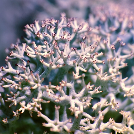 Lichen Boréal