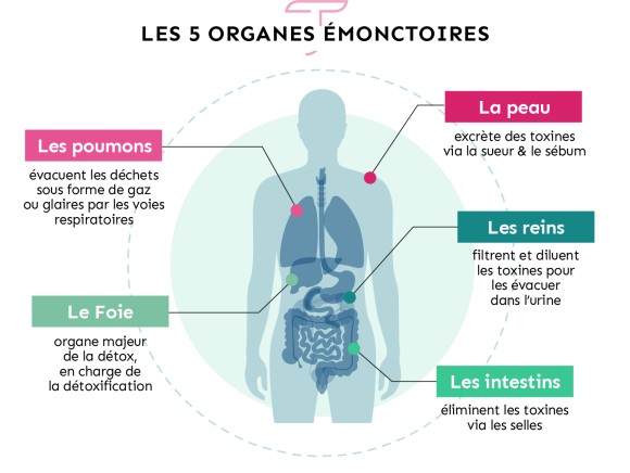 Détox les 5 organes émonctoires