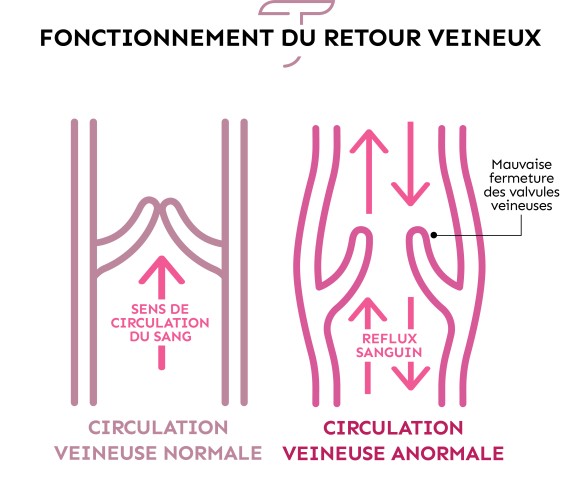 le fonctionnement du retour veineux