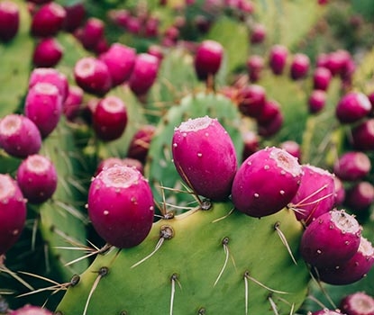 cactus chitosan