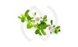 Bacopa bienfaits