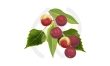 Camu-camu bienfaits