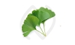 Ginkgo biloba bienfaits