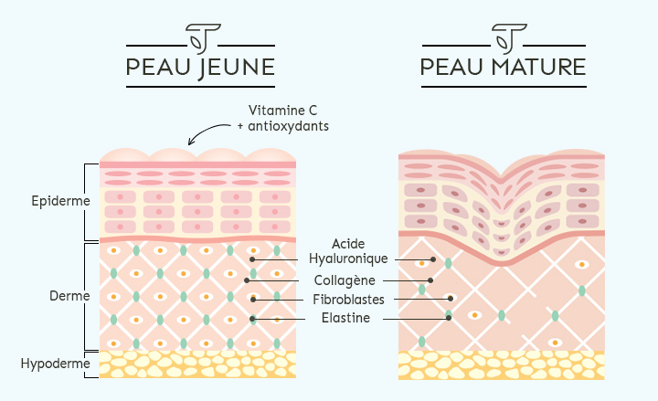 Collagène et acide hyaluronique sur la peau jeune et mature