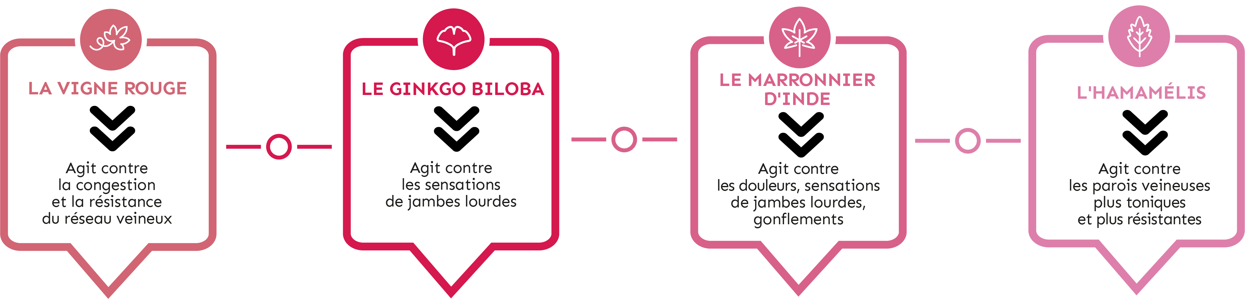 les bienfaits des ingrédients veinotoniques ; vigne rouge, ginkgo biloba, marronier d'inde, hamamélis